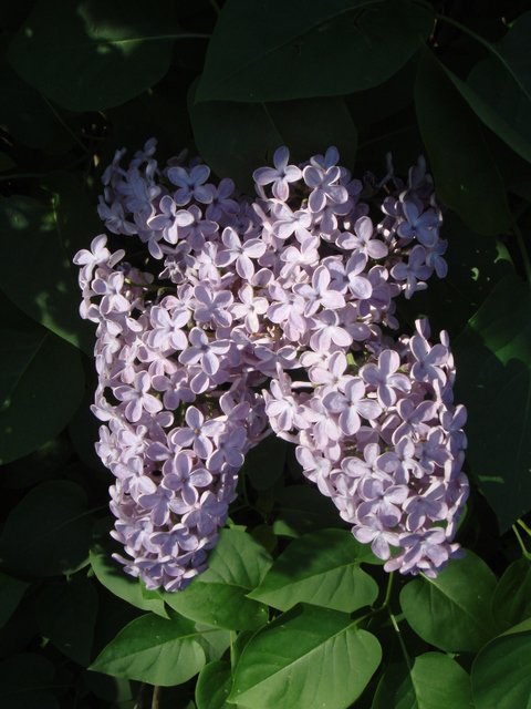Syringa hyacinthiflora 'Sylvan'